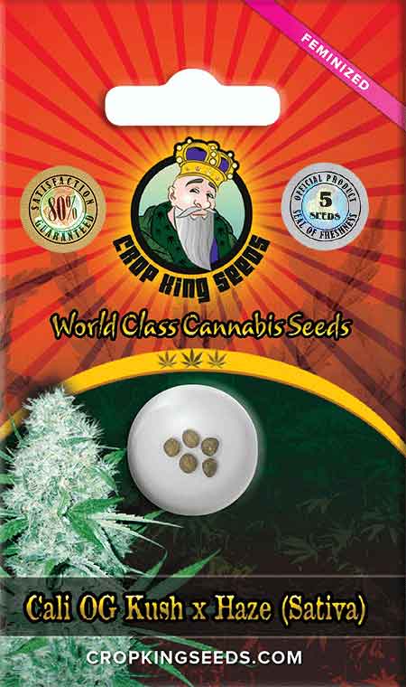 Cali OG Kush Haze Feminized Marijuana Seeds, Crop King Seeds