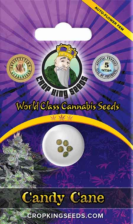 Candy Cane Autoflower Marijuana Seeds, Crop King Seeds