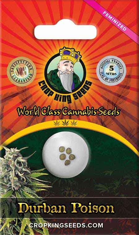 Durban Poison Strain Feminized Marijuana Seeds