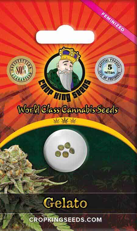 Gelato Strain Feminized Marijuana Seeds