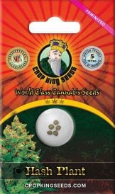 Hash Plant Feminized  Marijuana Seeds