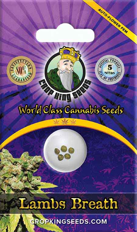 Lambs Breath Strain Autoflowering Marijuana Seeds, Crop King Seeds