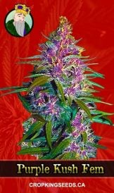 Purple Kush Feminized Cannabis Seeds