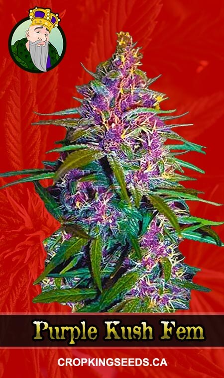 Purple Kush Fem 1, Crop King Seeds