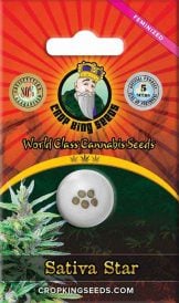 Sativa Star Strain Feminized Marijuana Seeds