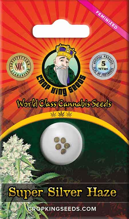 Super Silver Haze Feminized Marijuana Seeds, Crop King Seeds