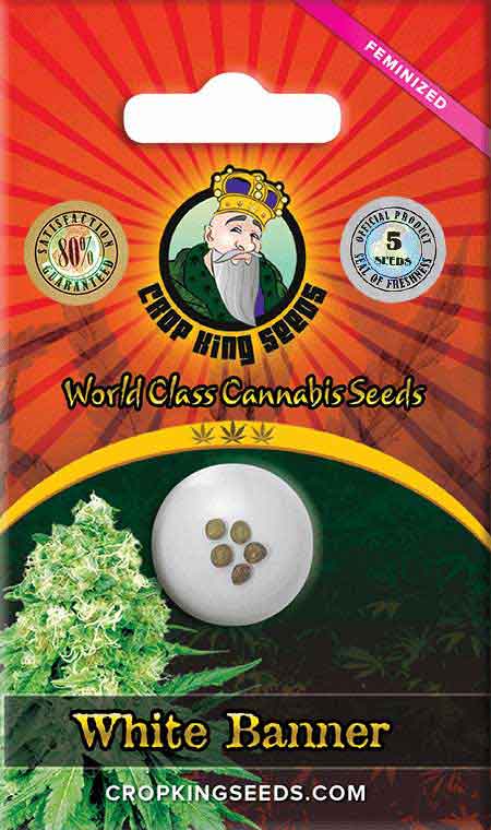 White Banner Strain Feminized Marijuana Seeds