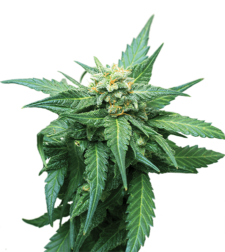 Cbd diesel - meilleures graines de cannabis à forte teneur en CBD
