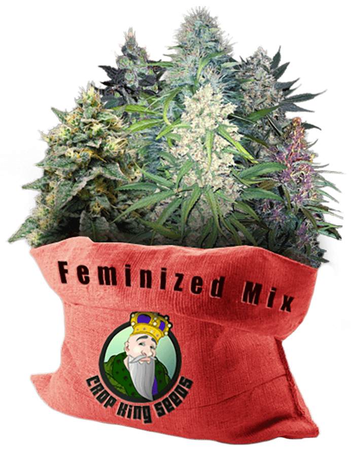 Auto Feminized Mix Marijuana Seeds