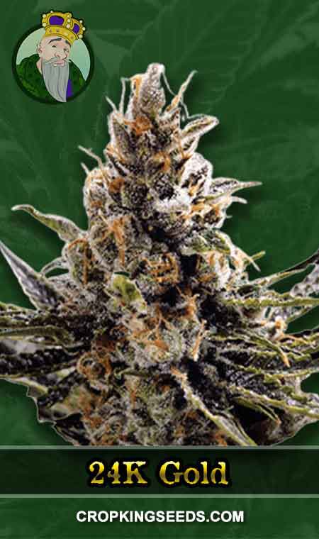 24K Gold Strain Regular Marijuana Seeds, Crop King Seeds