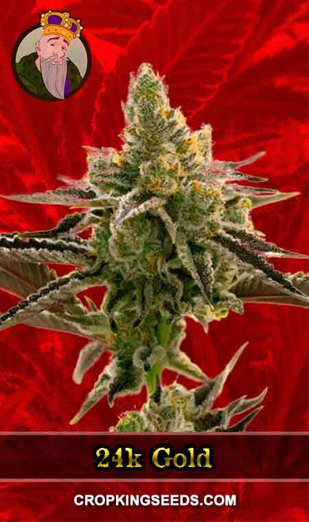 24k Gold Strain Feminized Marijuana Seeds