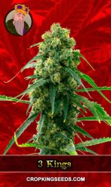 3 Kings Strain Feminized Marijuana Seeds