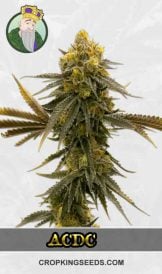 CBD ACDC Strain Feminized Marijuana Seeds