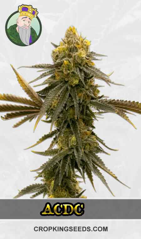 CBD ACDC Strain Feminized Marijuana Seeds