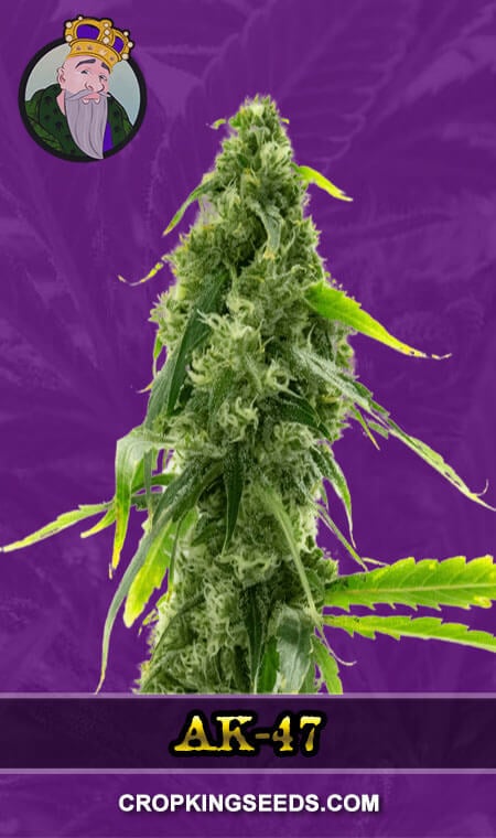 AK 47 1, Crop King Seeds