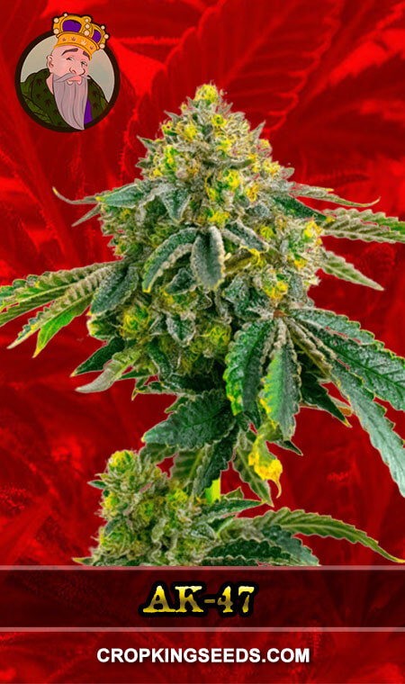 AK-47 Strain Feminized Marijuana Seeds, Crop King Seeds