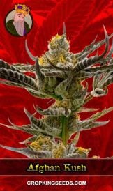 Afghan Kush Feminized Marijuana Seeds