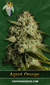 Agent Orange Strain Regular Marijuana Seeds