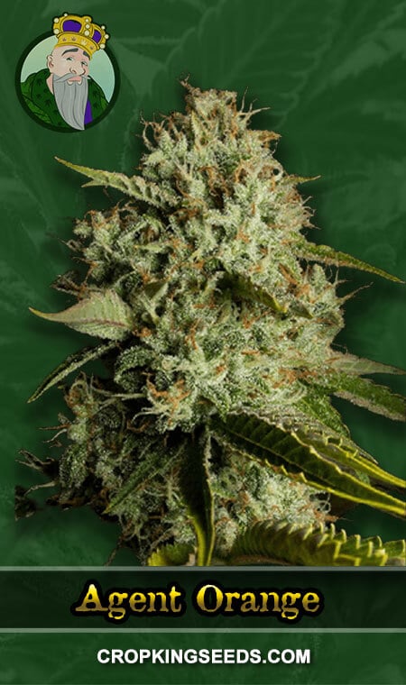 Agent Orange Strain Regular Marijuana Seeds, Crop King Seeds