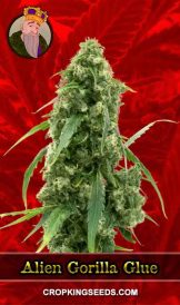 Alien Gorilla Glue Strain Feminized Marijuana Seeds