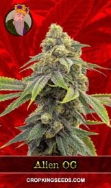 Alien OG Strain Feminized Marijuana Seeds