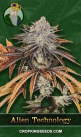 Alien Technology Strain Regular Marijuana Seeds