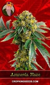 Amnesia Haze Feminized Marijuana Seeds