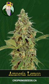 Amnesia Lemon Strain Regular Marijuana Seeds