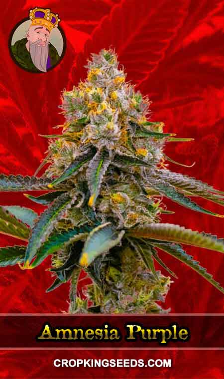Amnesia Purple Strain Feminized Marijuana Seeds