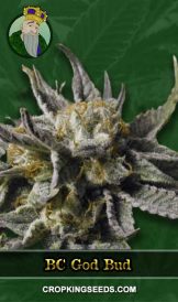 BC God Bud Strain Regular Marijuana Seeds