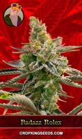 Badazz Rolex Feminized Marijuana Seeds