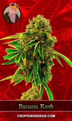 Banana Kush Feminized Marijuana Seeds