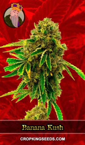 Banana Kush Feminized Marijuana Seeds
