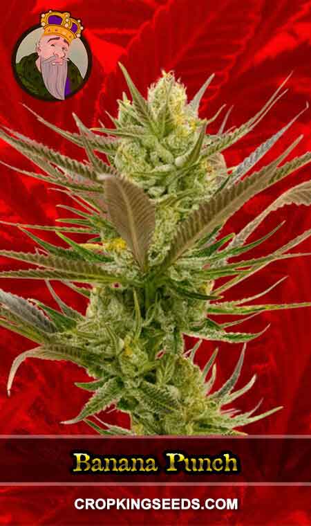 Banana Punch Feminized Marijuana Seeds