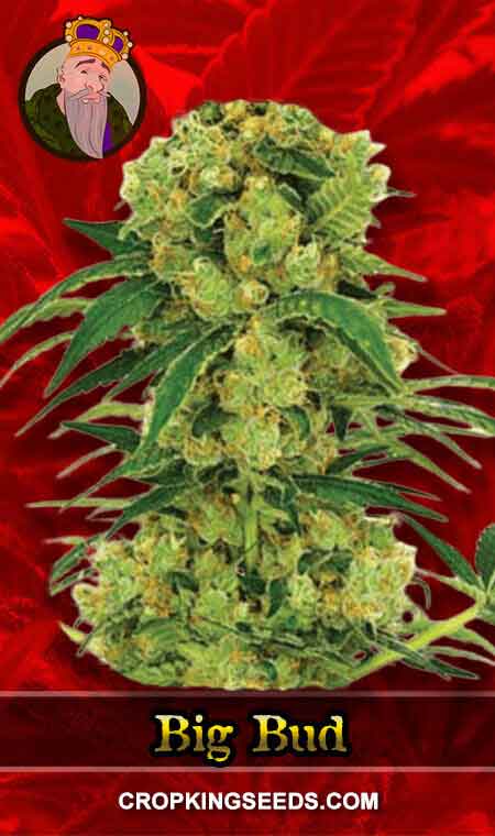 Big Bud Fast Version Feminized Marijuana Seeds