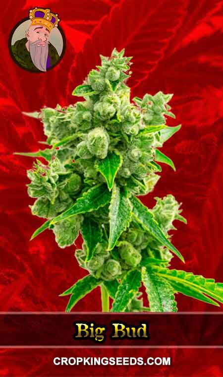 Big Bud Strain Feminized Marijuana Seeds