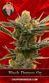Black Demon OG Strain Feminized Marijuana Seeds