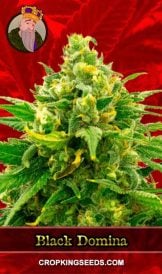 Black Domina Strain Feminized Marijuana Seeds