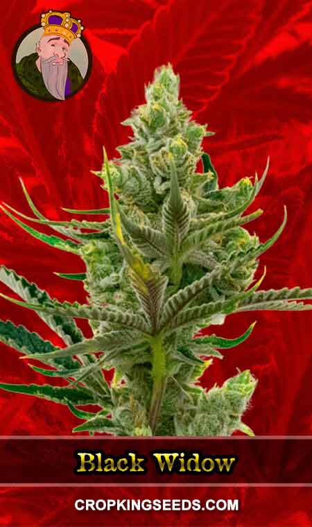 Black Widow Strain Feminized Marijuana Seeds, Crop King Seeds