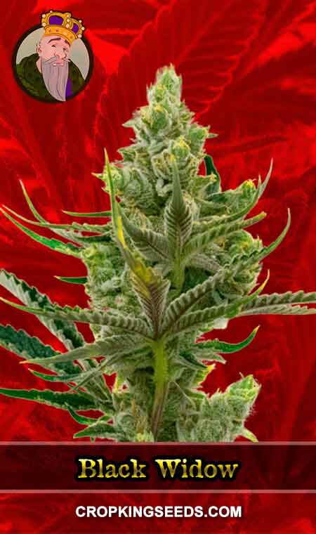 Black Widow Strain Feminized Marijuana Seeds