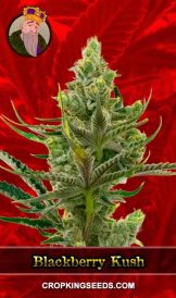 Blackberry Kush Feminized Marijuana Seeds