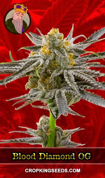 Blood Diamond OG 1, Crop King Seeds