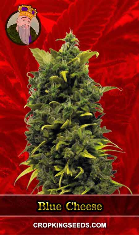 Blue Cheese Strain Feminized Marijuana Seeds