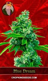 Blue Dream Strain Feminized Marijuana Seeds