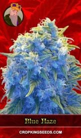 Blue Haze Feminized Marijuana Seeds