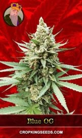 Blue OG Strain Feminized Marijuana Seeds