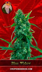 Blue Widow Strain Feminized Marijuana Seeds