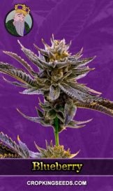 Blueberry Strain Autoflowering Marijuana Seeds