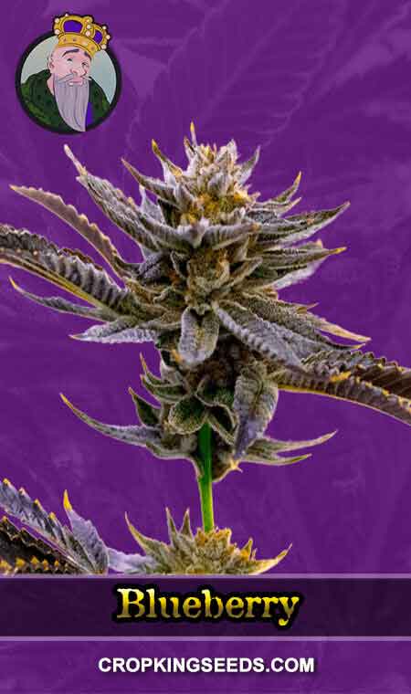 Blueberry Strain Autoflowering Marijuana Seeds