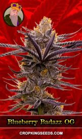 Blueberry Badazz OG Strain Feminized Marijuana Seeds